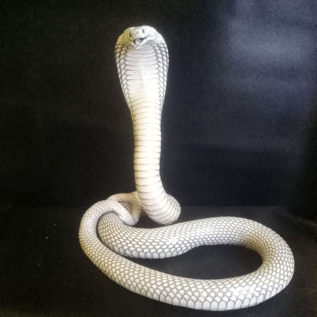opsetan/patung ular cobra asli