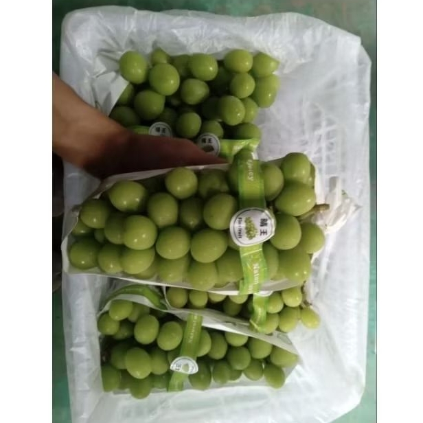 

anggur shine muschat besar
