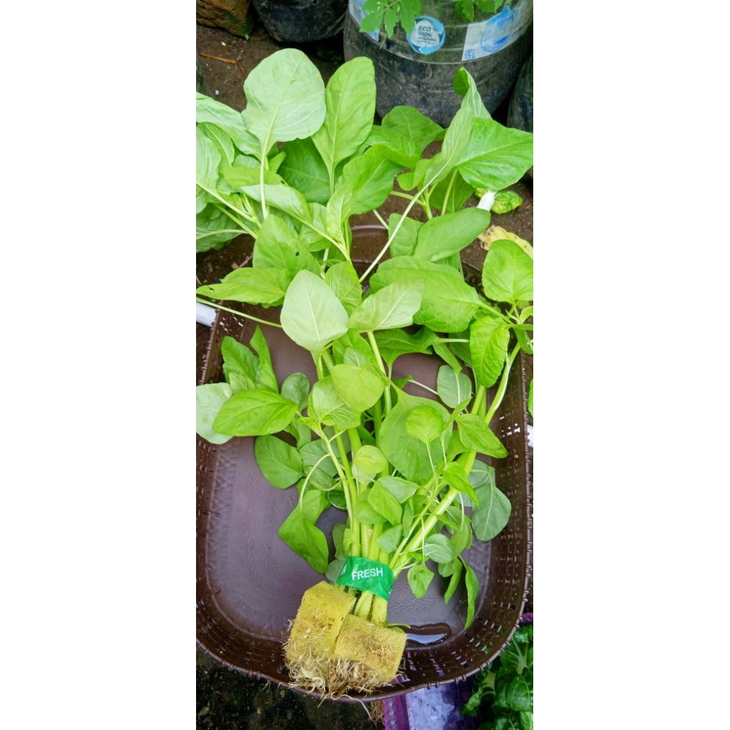 

sayur bayam hidroponik