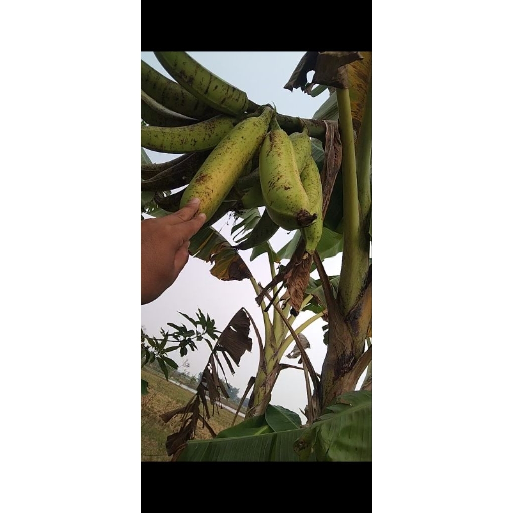 

Pisang tanduk/ pisang otong