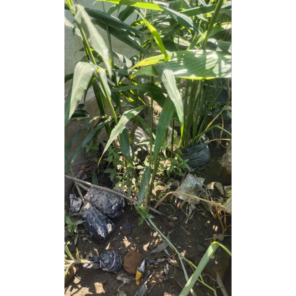 Bibit jahe siap tanam