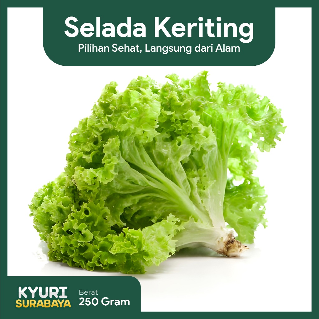 

Selada Keriting 250gr / Sayuran Segar / Sayuran Organik / Sayur Surabaya / Chinese food / Salad