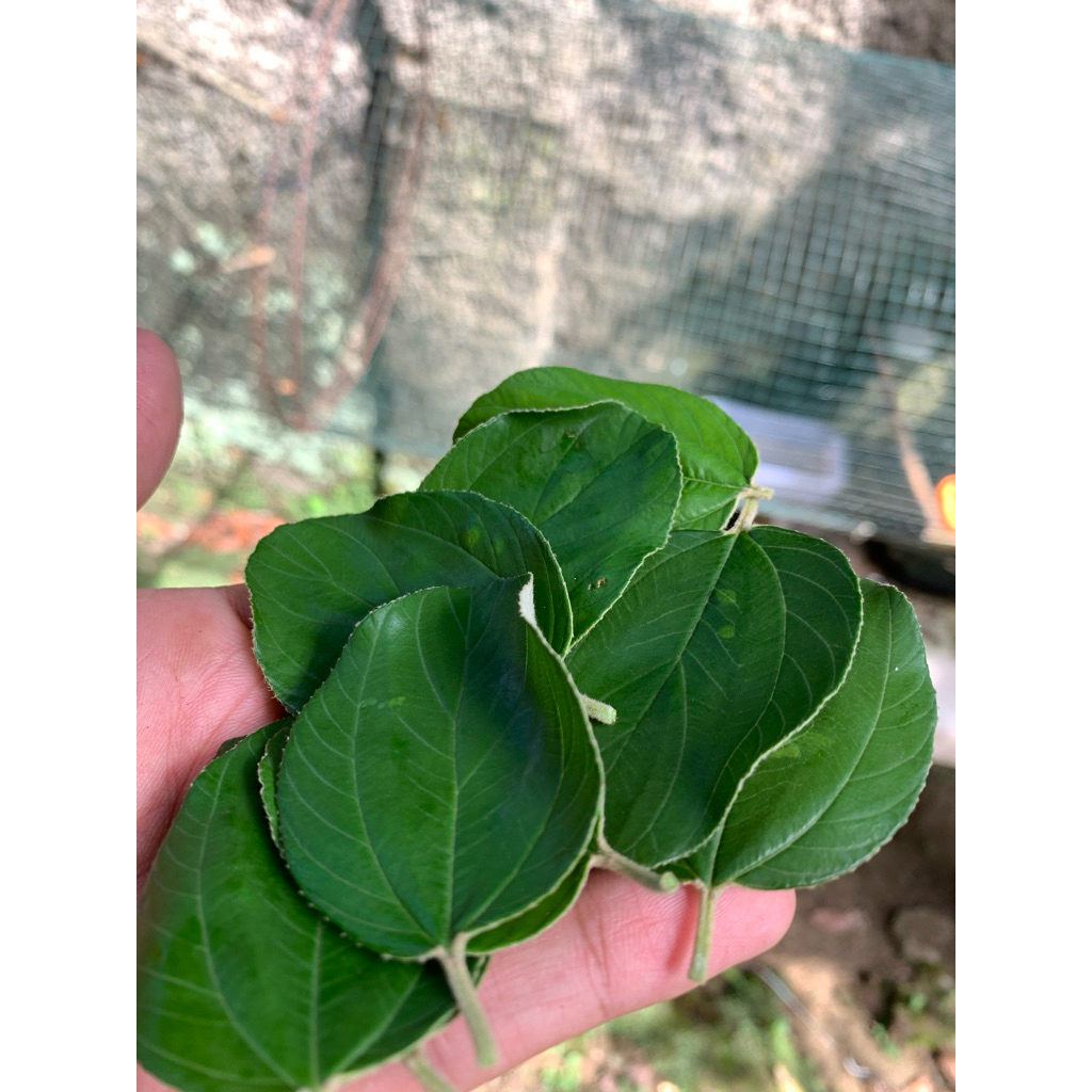

Daun bidara Arab asli originial