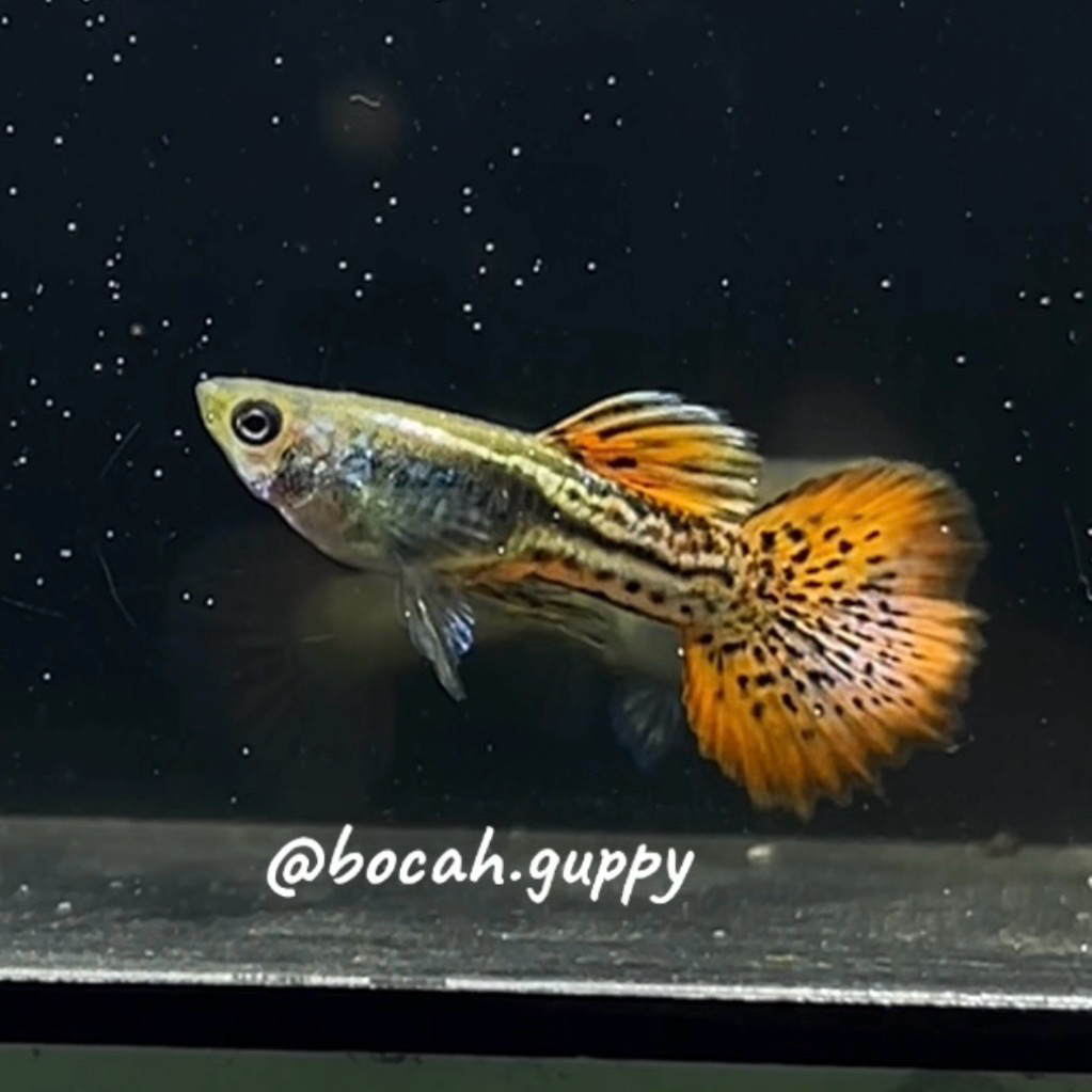 Aksesoris Aquarium sepasang indukan Guppy MSSRL (metal snake skin Red Lace)