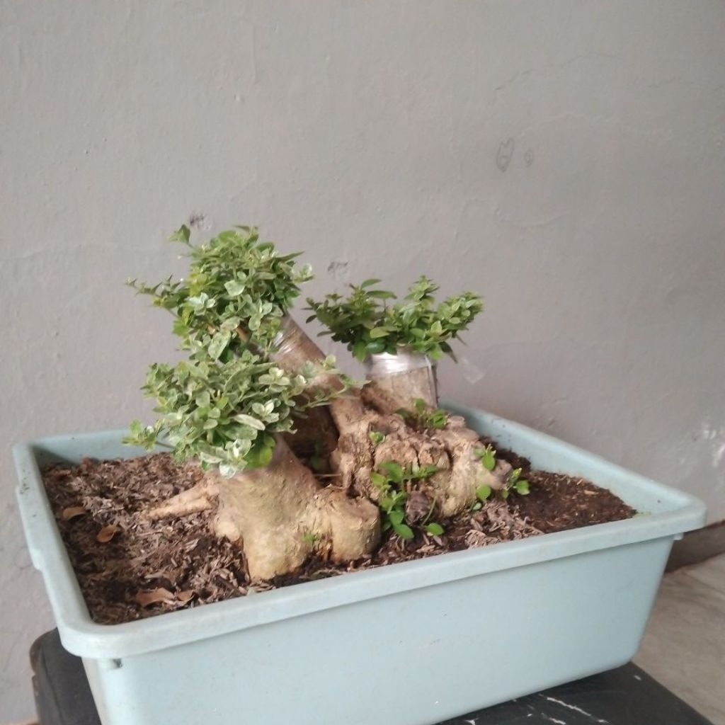 bonsai hias sancang golden vs farigats