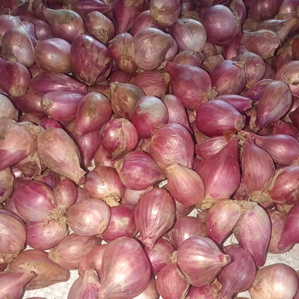 

Bawang Merah Probolinggo 1Kg