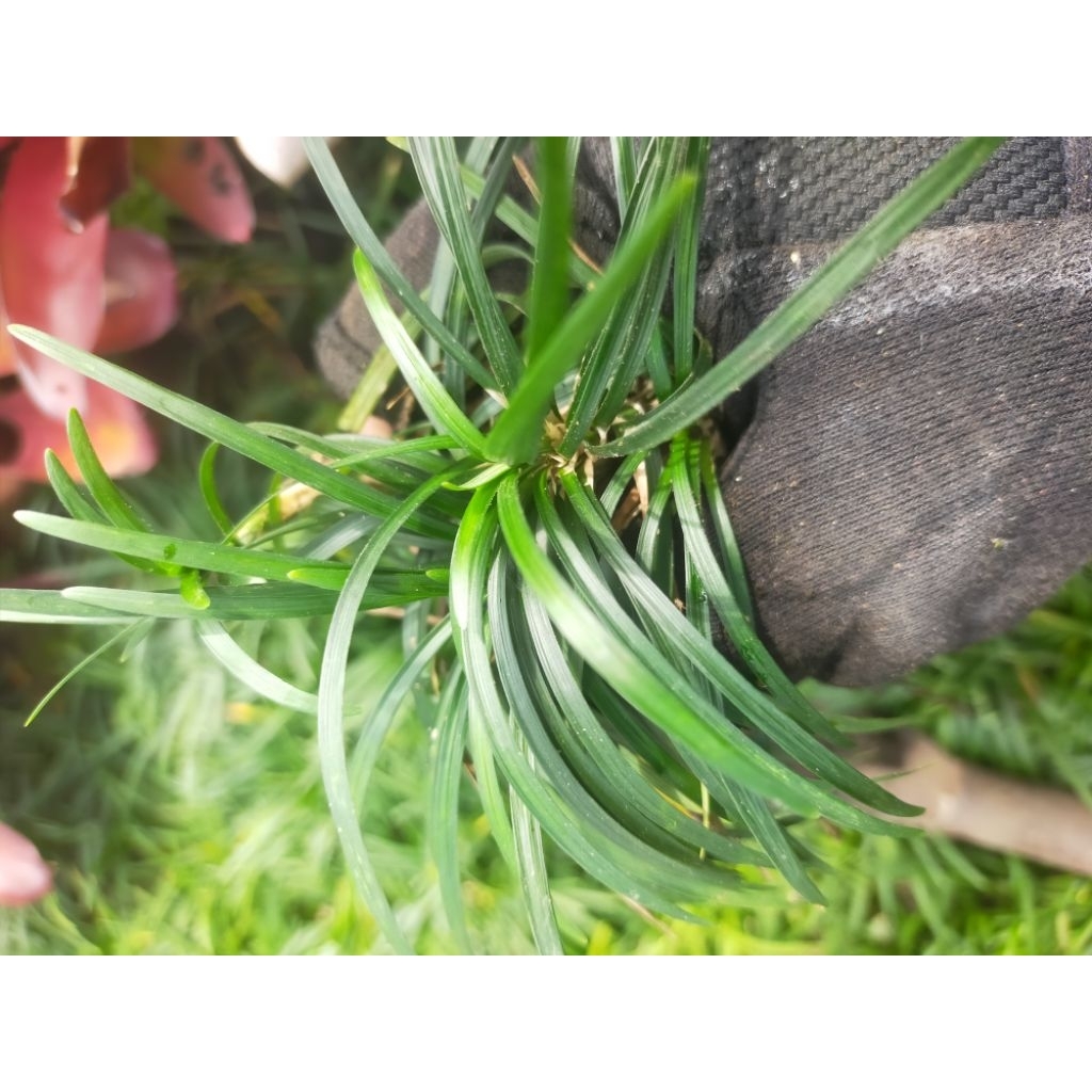 tanaman kucai mini kucai