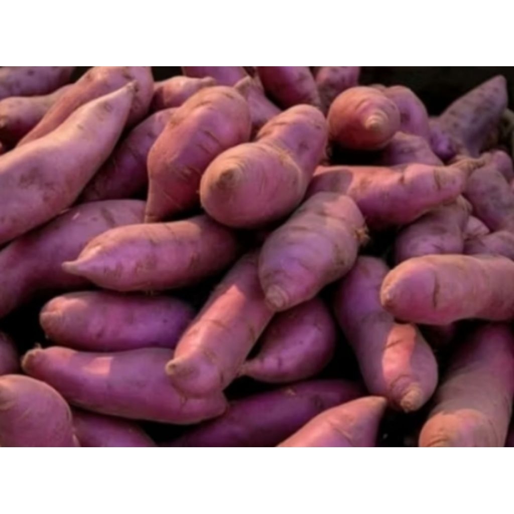 

Ubi Ungu 1kg / Ketela Manis / Ubi Jalar Murah