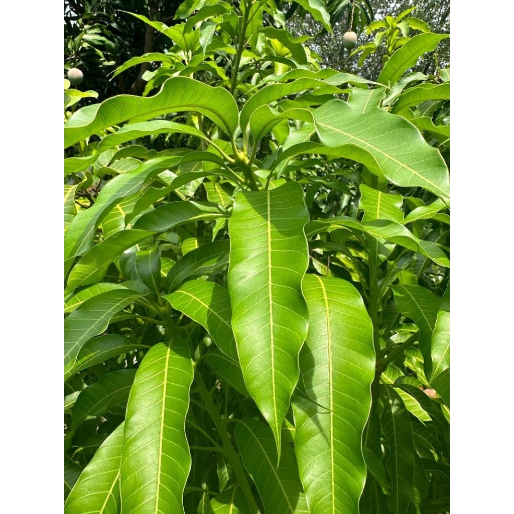 

Daun Mangga Segar Fresh Langsung di Petik
