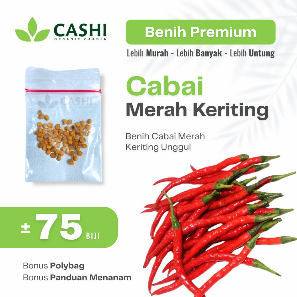 Benih Cabai Merah Keriting 75+ Biji Bibit Cabe Besar Unggul