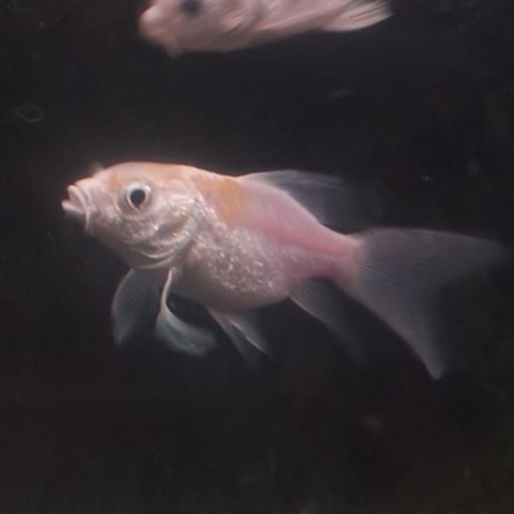 Hudielong Platinum Gold Base Koi Platinum Gold Base Short Body Long Tail Slayer Termurah