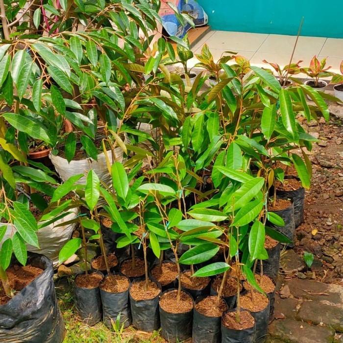 Bibit Durian Bawor Banyumas