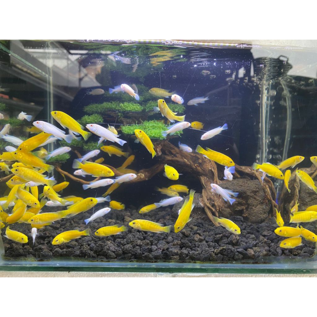 IKAN HIAS CHICHILD SNOWHITE DAN LEMON / IKAN HIAS AQUASCAPE / IKAN HIASAN AQUARIUM