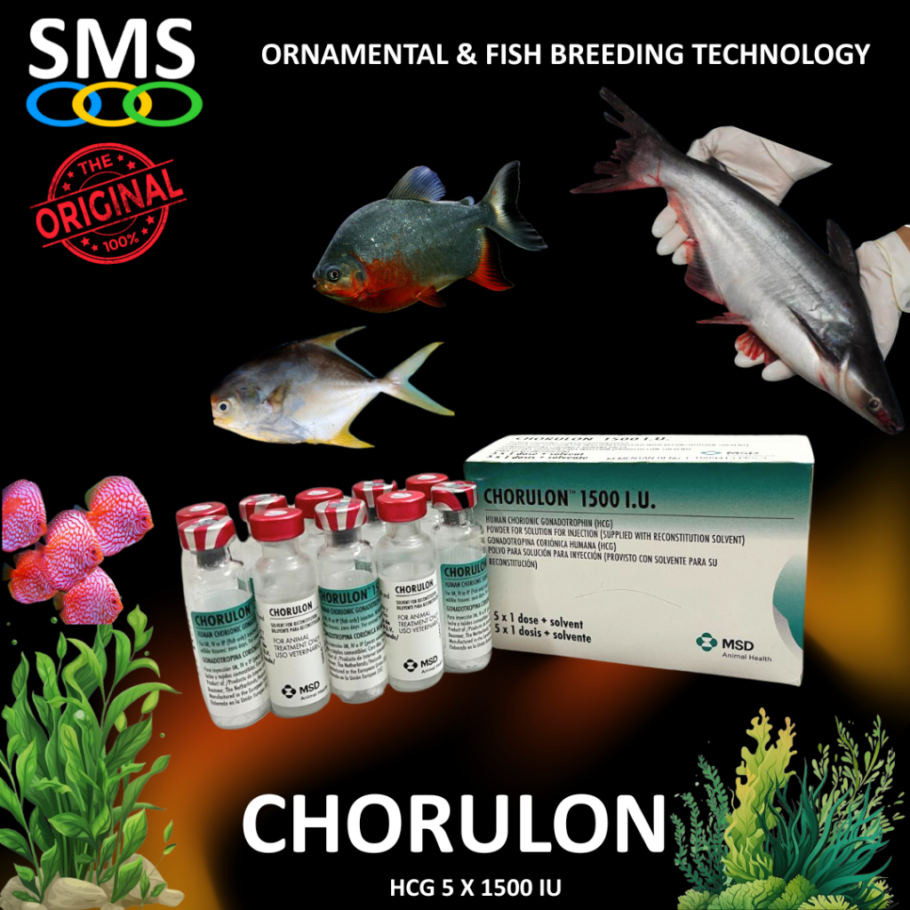 Hormon Ikan HCG CHORULON 5x1500 IU INTERVET