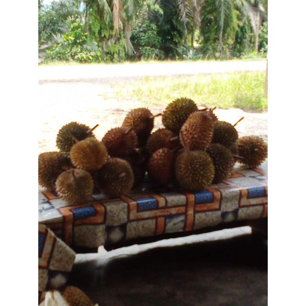 

Durian Kampung