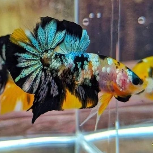 Yellow Koi Copper Top Grade Hiasan Aquarium