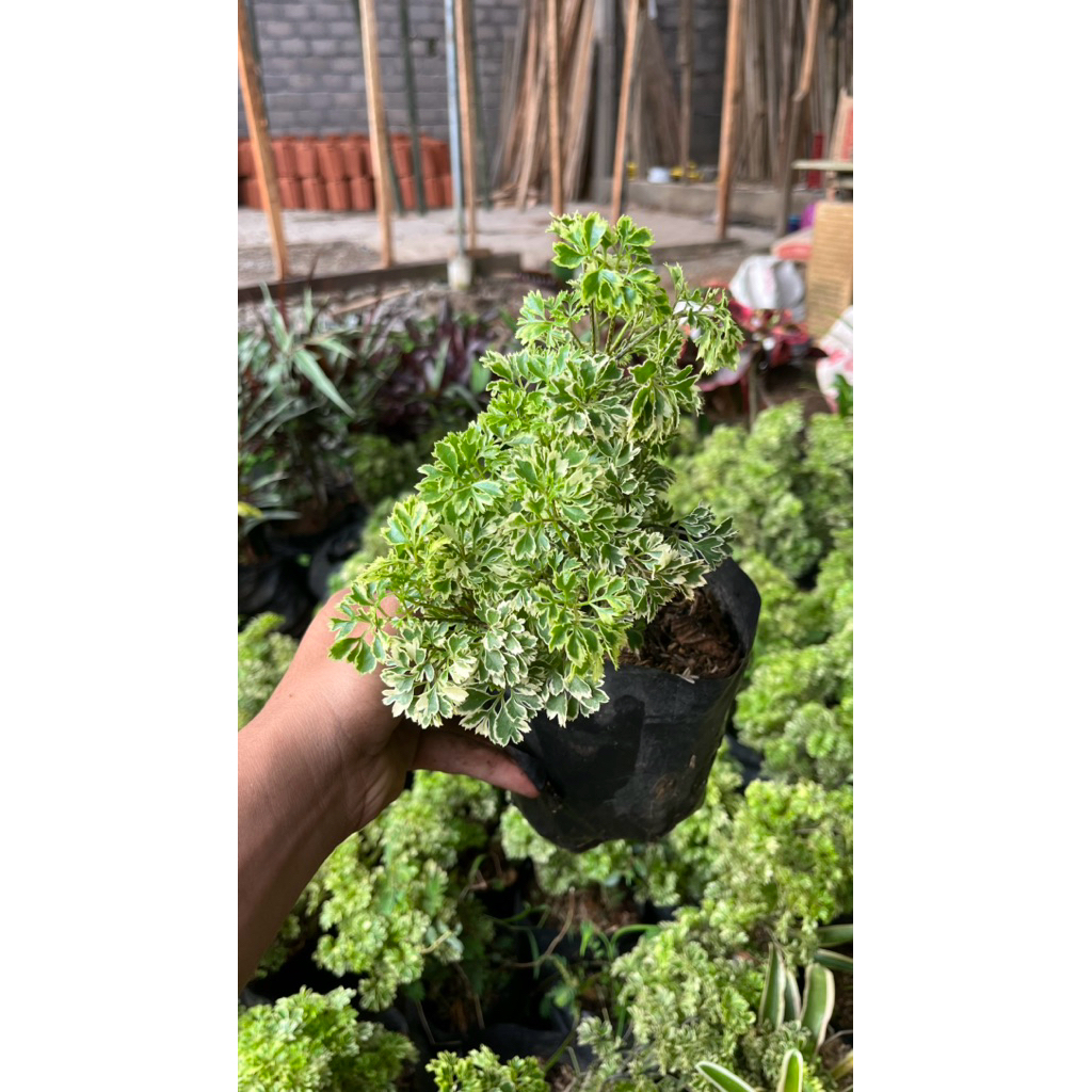Kedondong Laut Var Bahan Bonsai
