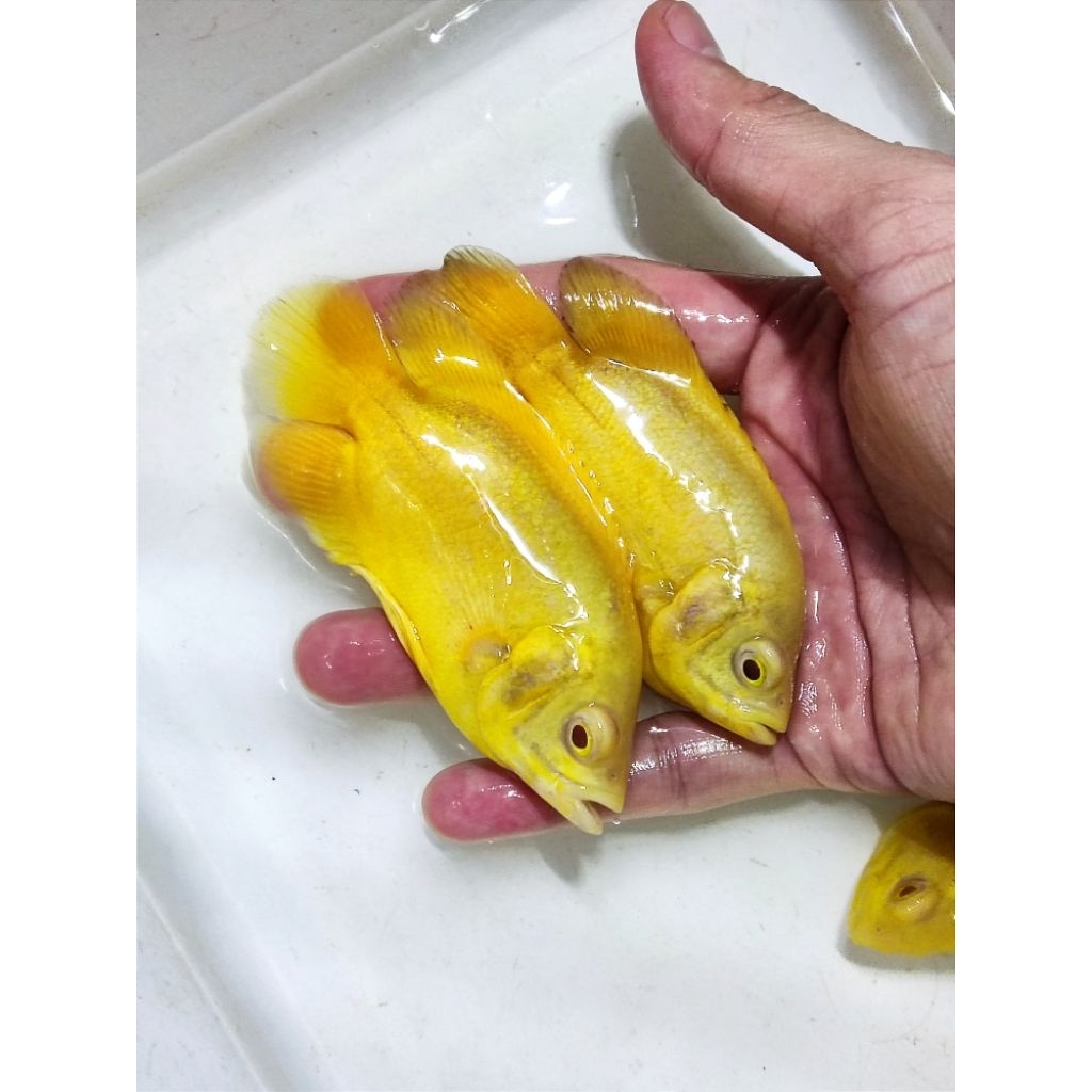 OSCAR LEMON BERKUALITAS