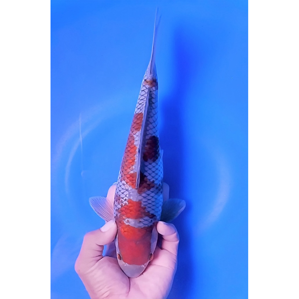 Koi Blitar - Ochiba Shigure 30cm