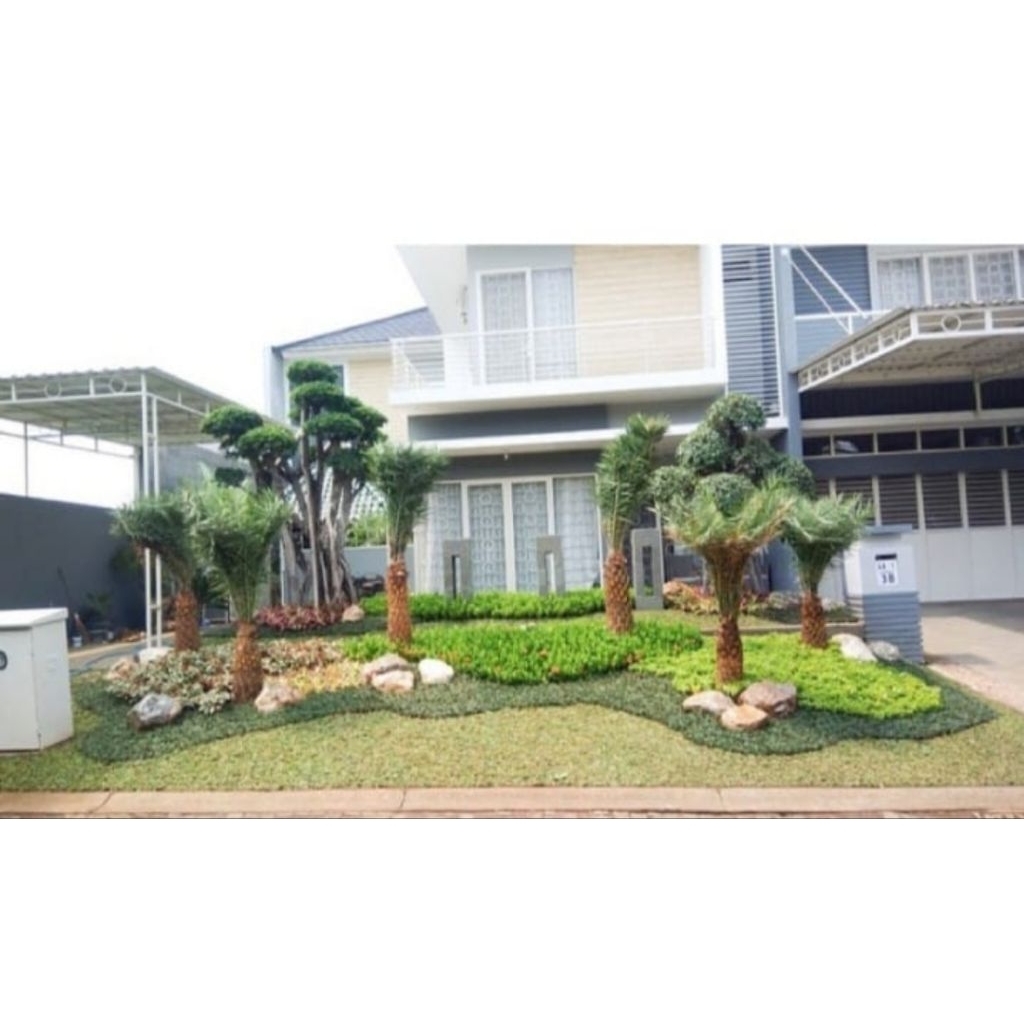 taman pohon palm kenari