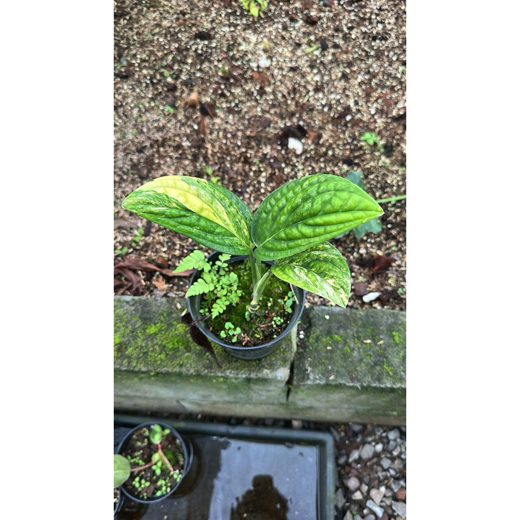 Monstera karstenianum varigata