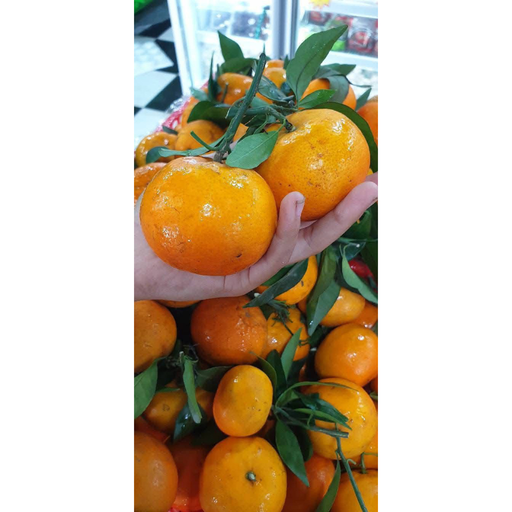 

BUAH JERUK WOGAN DAUN 500G