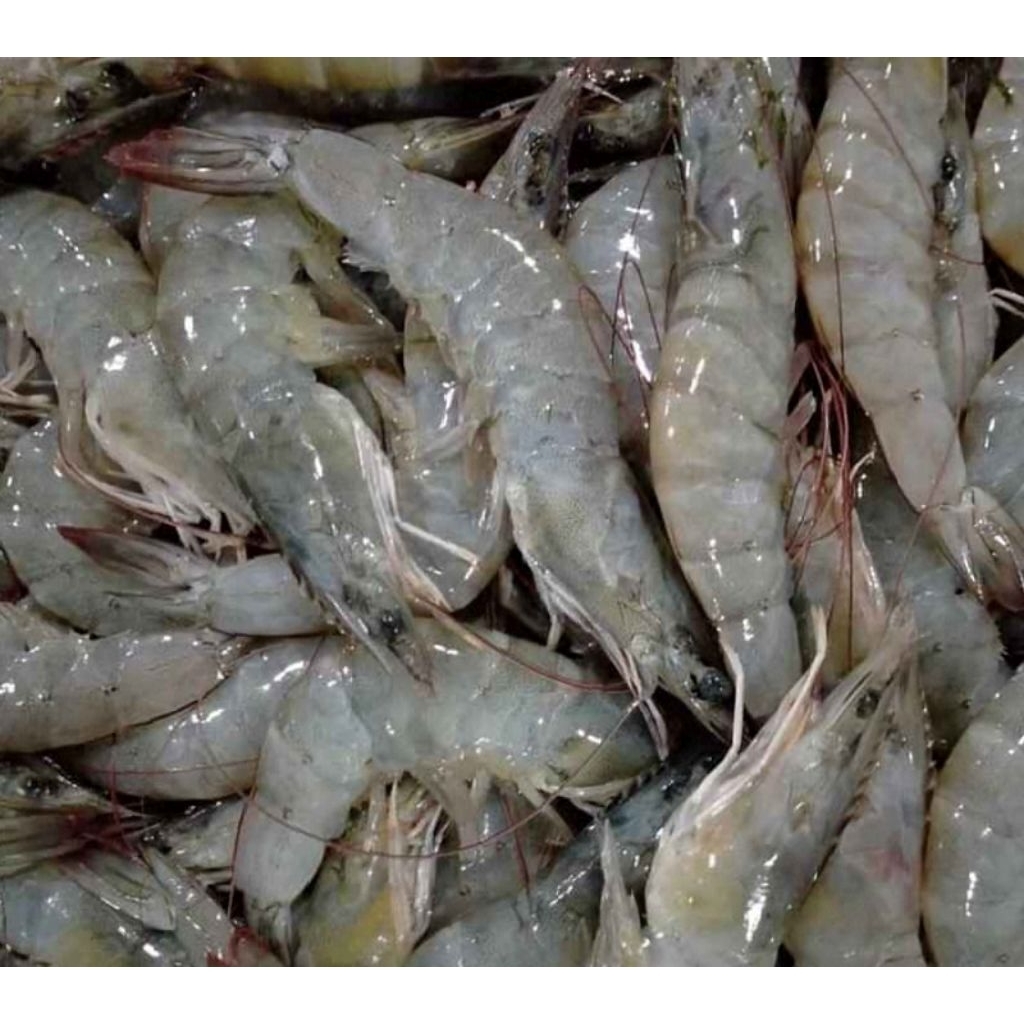 

UDANG