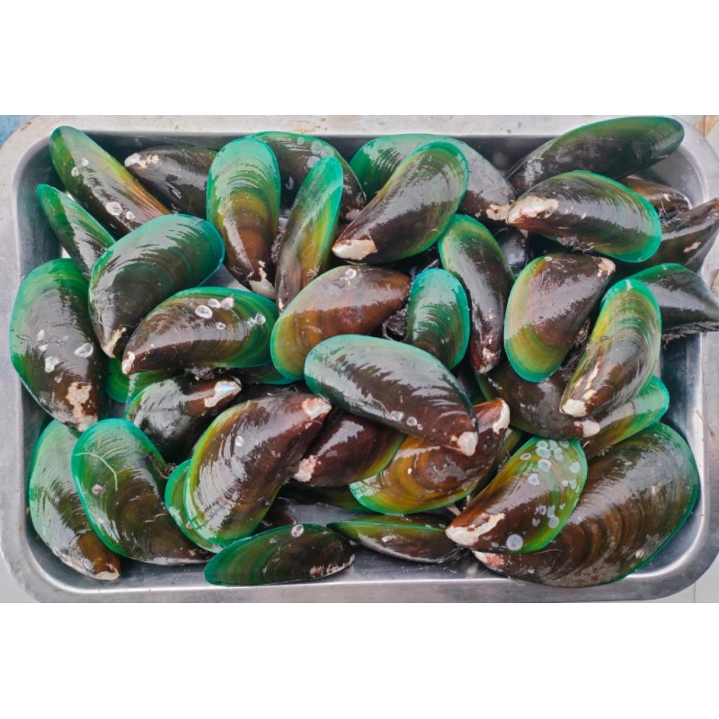 

KERANG IJO/KG