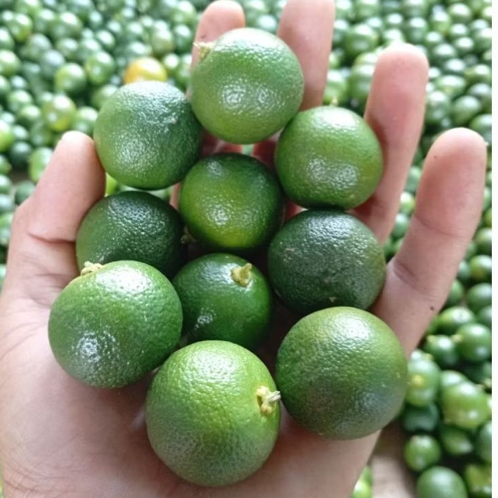 

1kg Jeruk sonkit Semua Ukuran