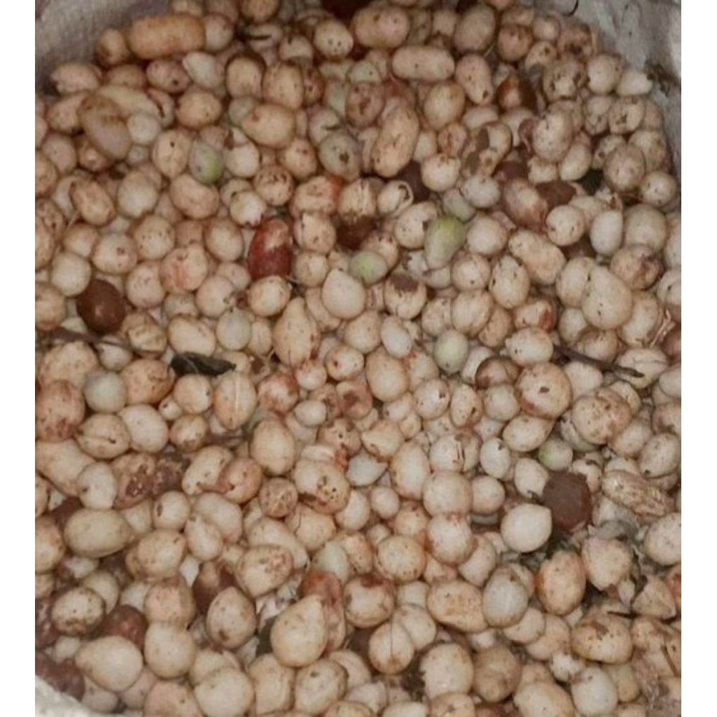 

Kacang Tanah Bogor Mentah 1kg
