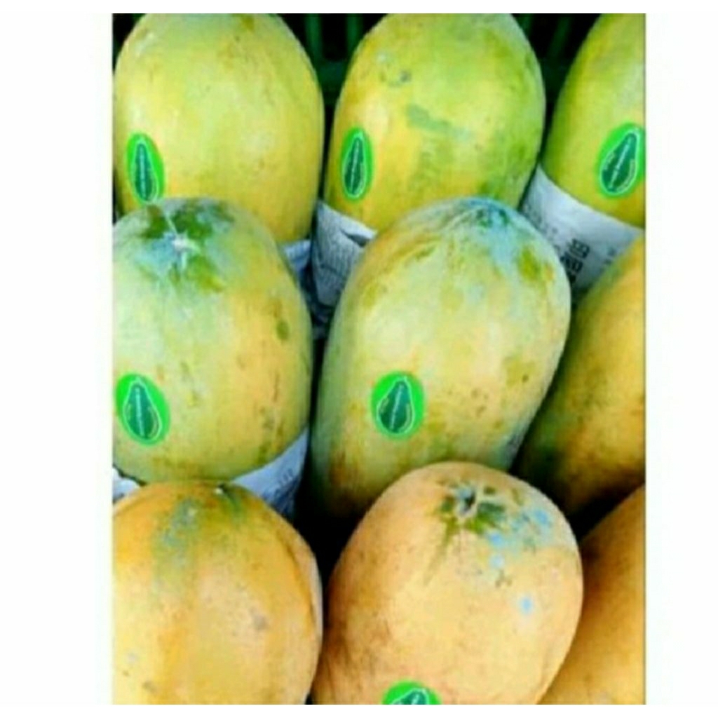 

Pepaya California -+2kg *hokiobuah*