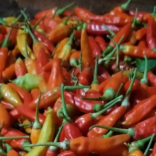 

1000gram cabe rawit merah segar hasil petikan langsung dari petani