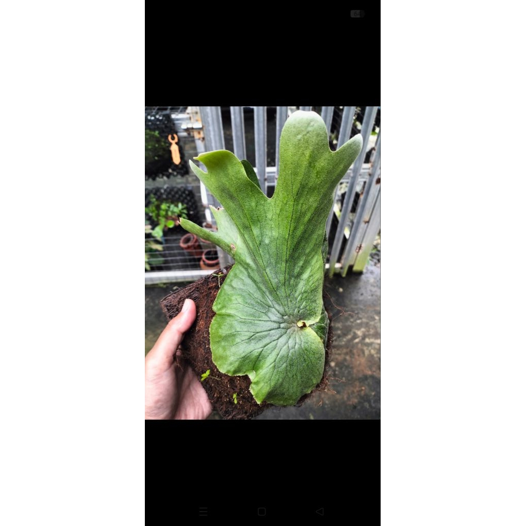 platycerium wandae papua