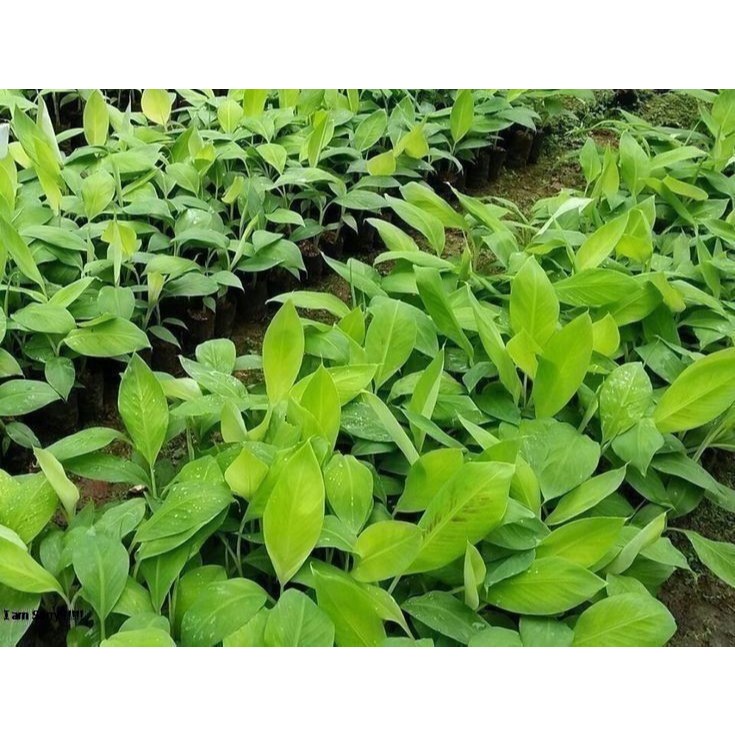 pisang nangka/bibit pisang raja nangka/bibit pisang nangka