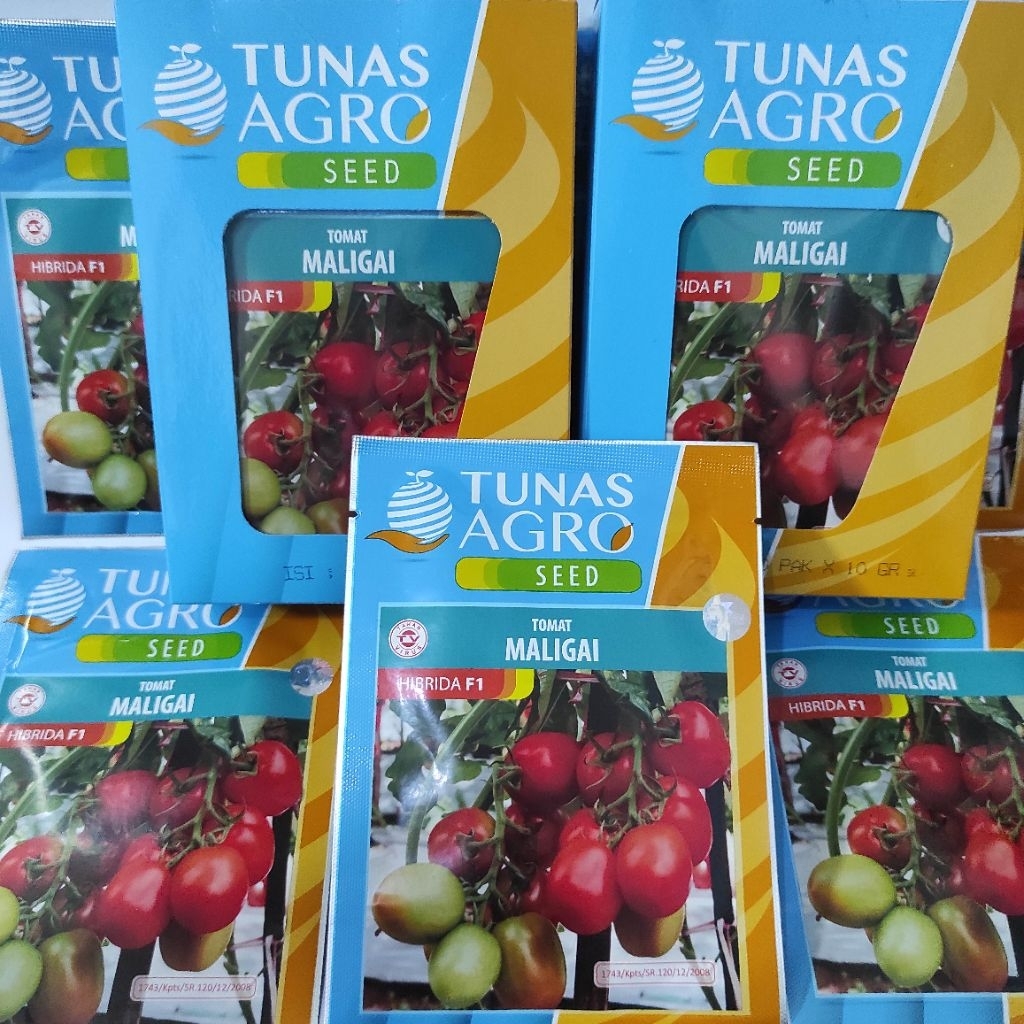 Tomat besar tunas agro maligai f1
