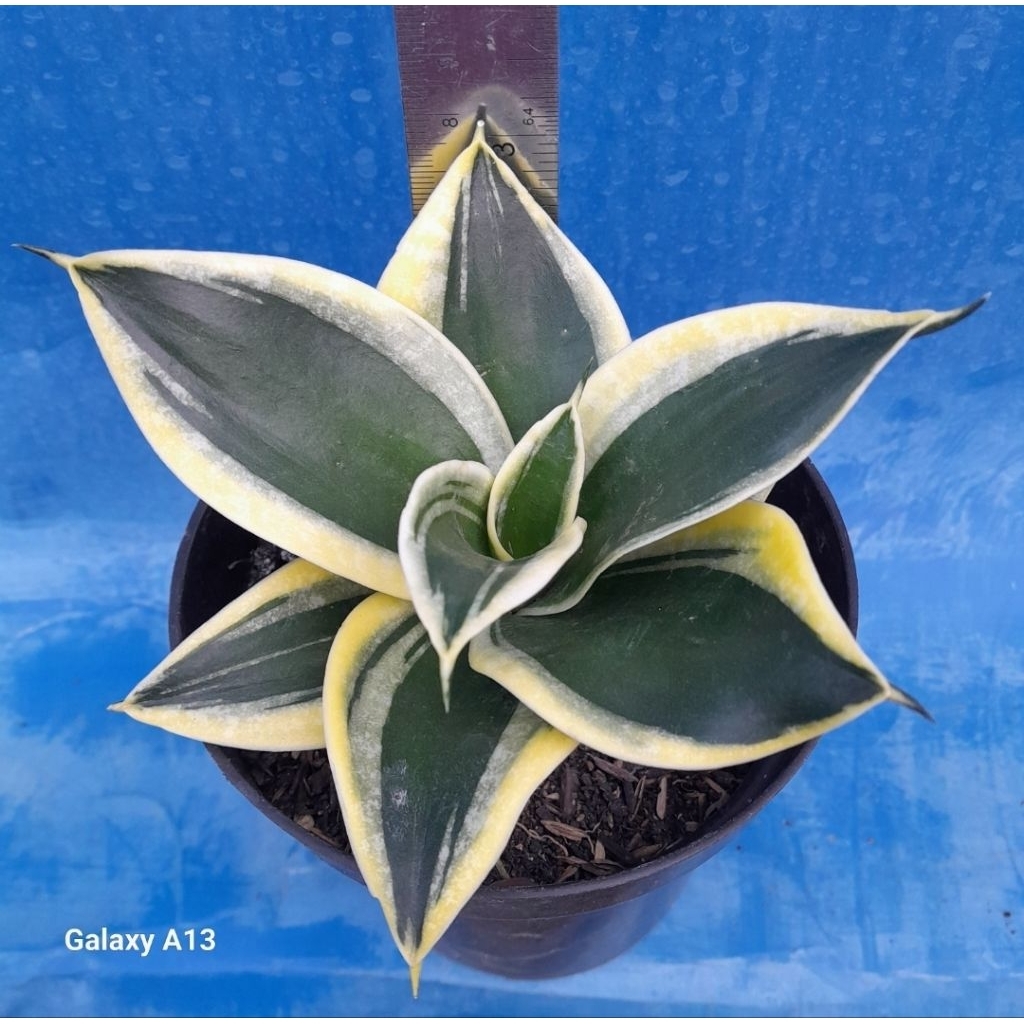 Lidah Mertua Pagoda / Sansevieria Pagoda Beserta Pot