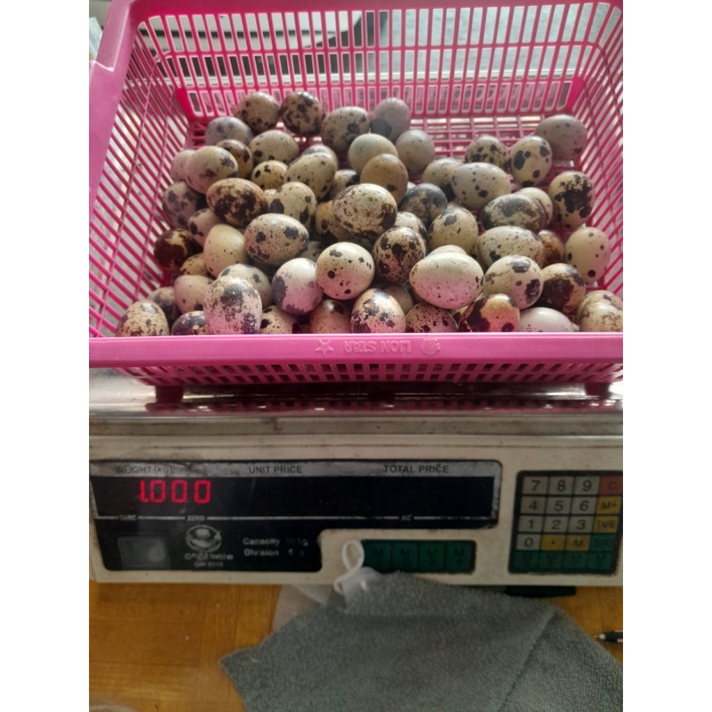 

Telur Puyuh 1kg