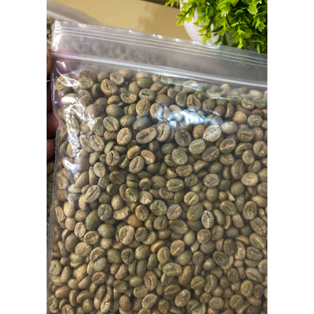 

GREEN GEAN ROBUSTA KBB QUALITY TERBAIK