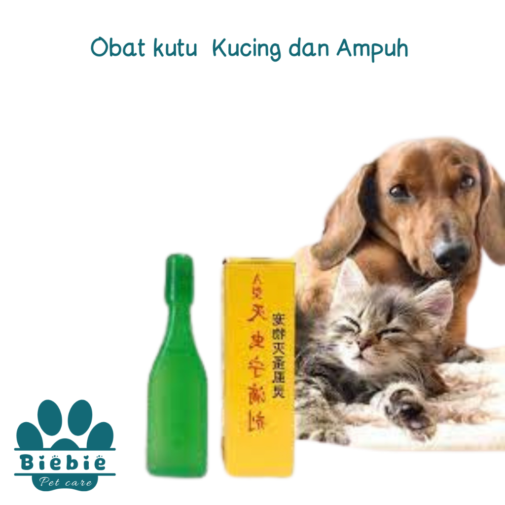 obat kutu kucing, ampuh, solusi membasmi kutu kucing