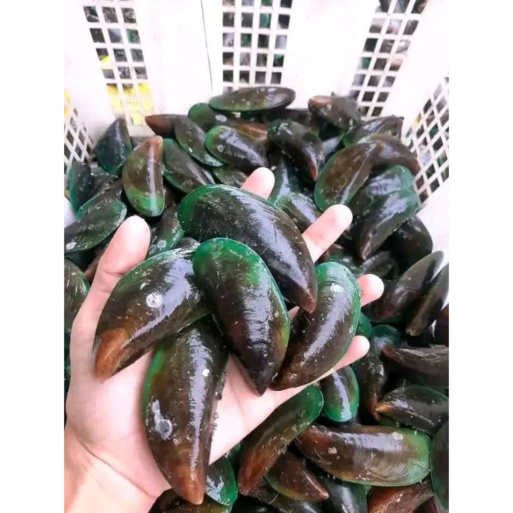 

Kerang ijo/hijau fresh/hidup