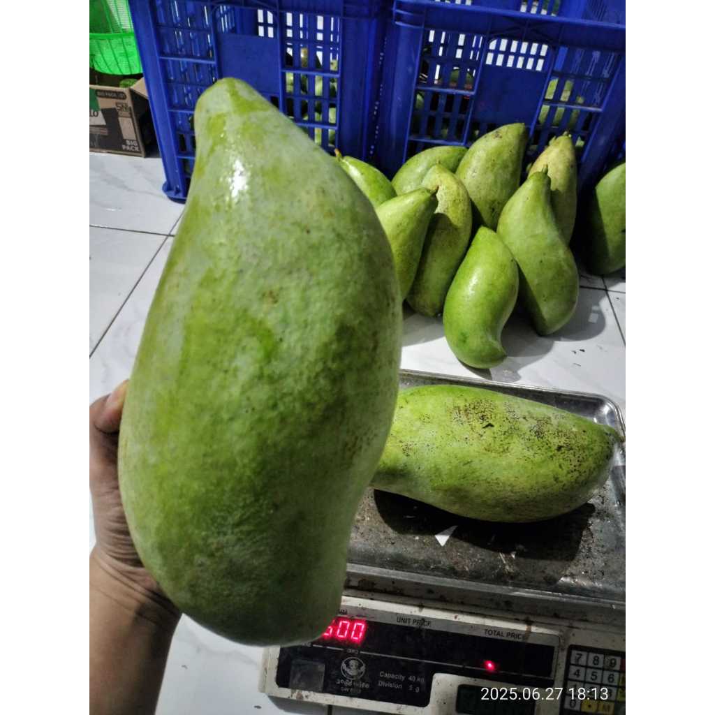 

mangga mahatir berat 1biji rata rata 1kg up