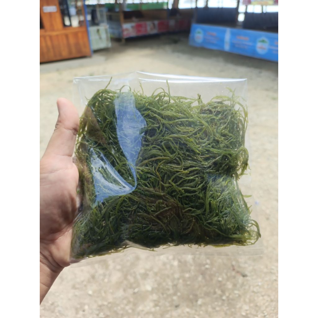 

rumput laut 250 gram