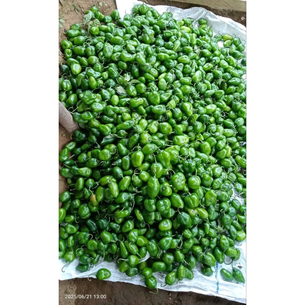 

cabe bendot segar