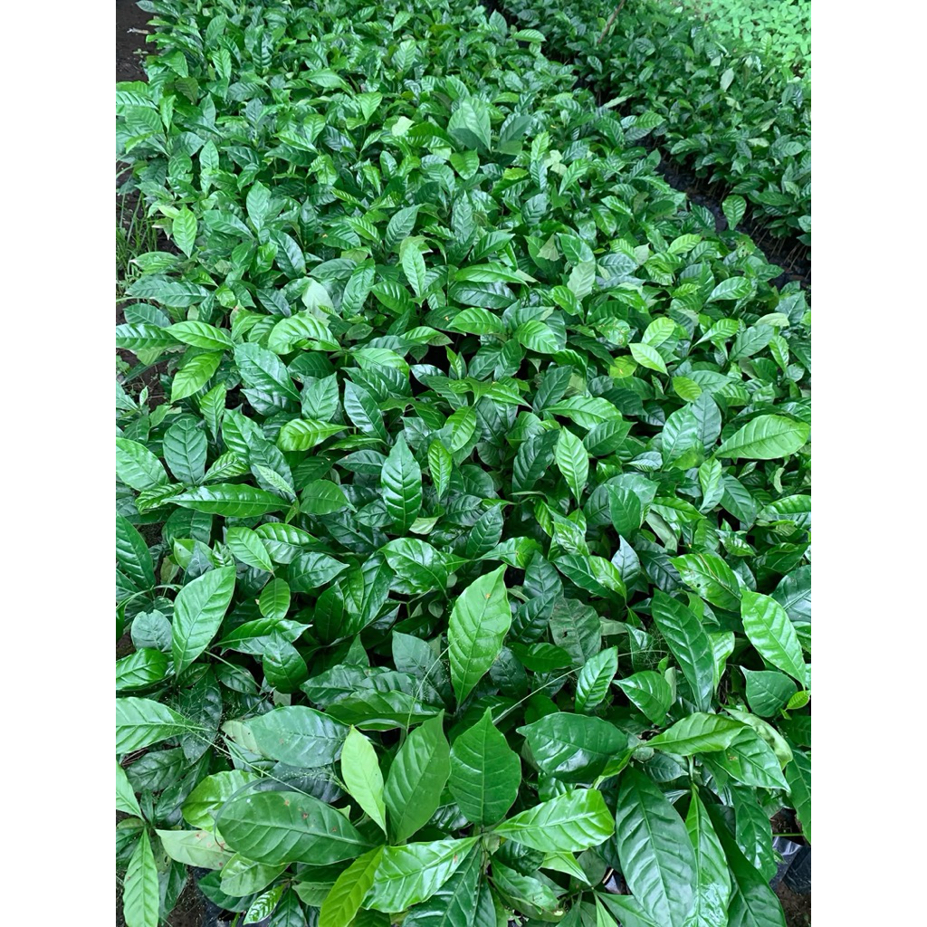 Bibit Kopi Arabika