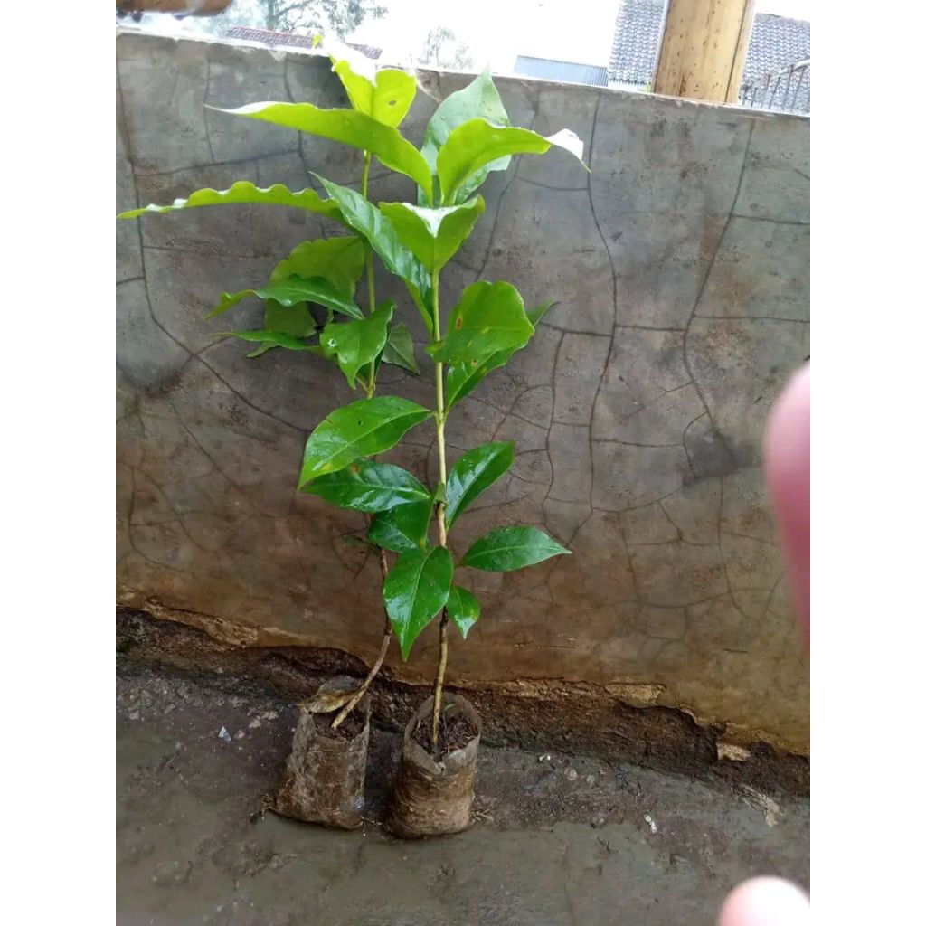Bibit Kopi Robusta varietas Ateng janda isi (200 bibit+bonus) /bibit kopi robusta asli lampung cabut