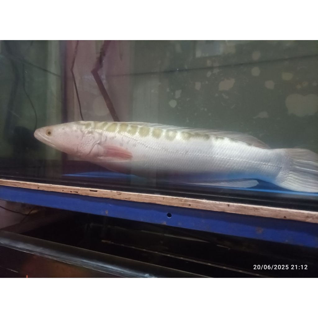 Toman xanthic size jumbo 45-50