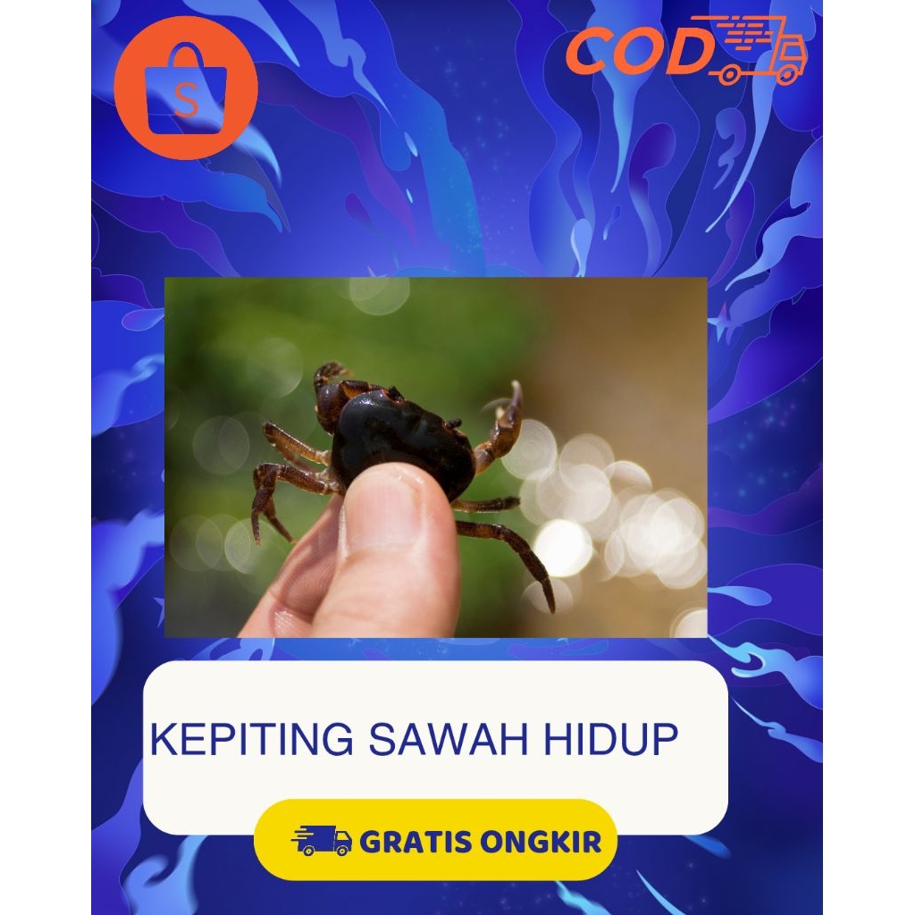 

KEPTING SAWAH FREES