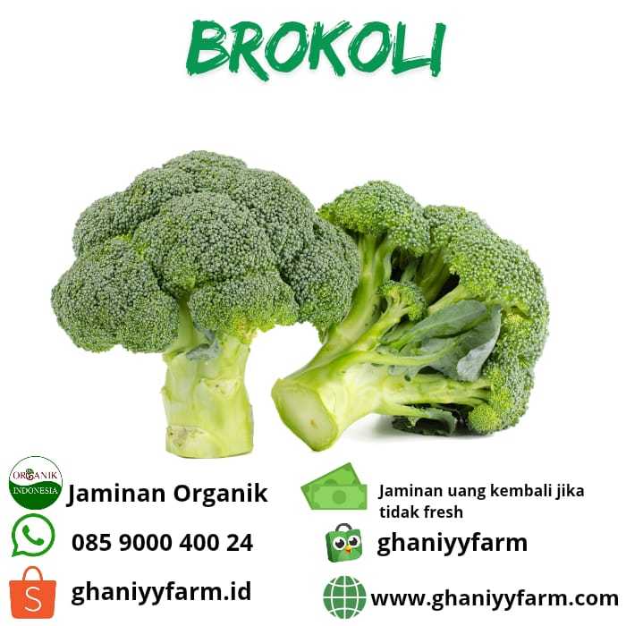 

Sayur Organik - Brokoli Hijau Segar Fresh Sehat Alami Rendah Kalori Penekan Diabetes 200-250 Gram