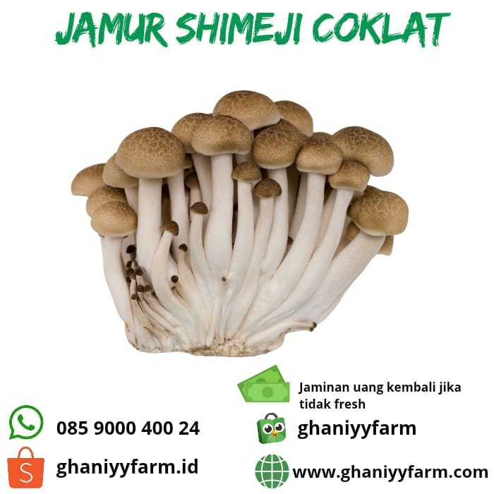 

Jamur Shimeji Coklat 200 Gram