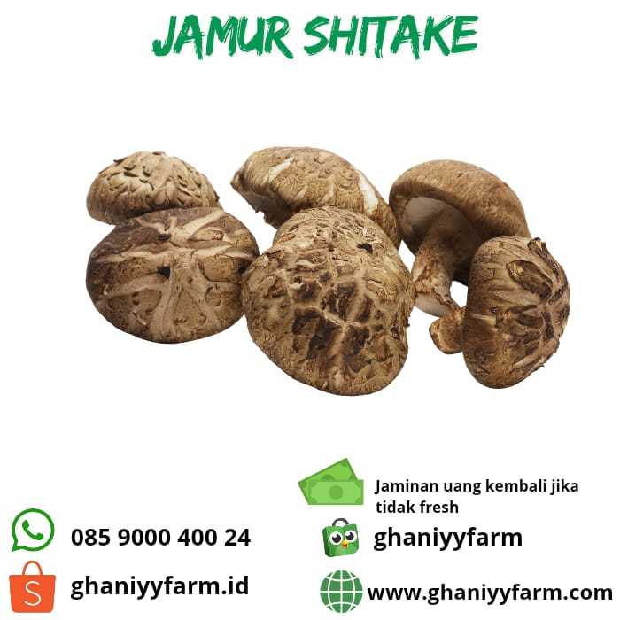

Jamur Shitake 200Gram
